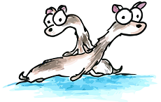 two illustrated ferrets drawing