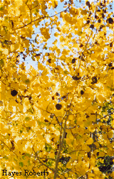 Fall Aspens