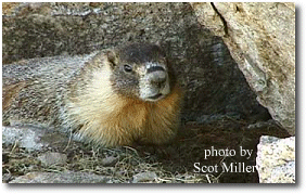 A marmot