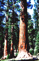 Giant Sequoia