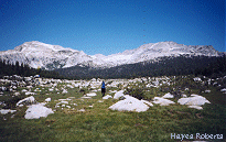 Alpine Meadow